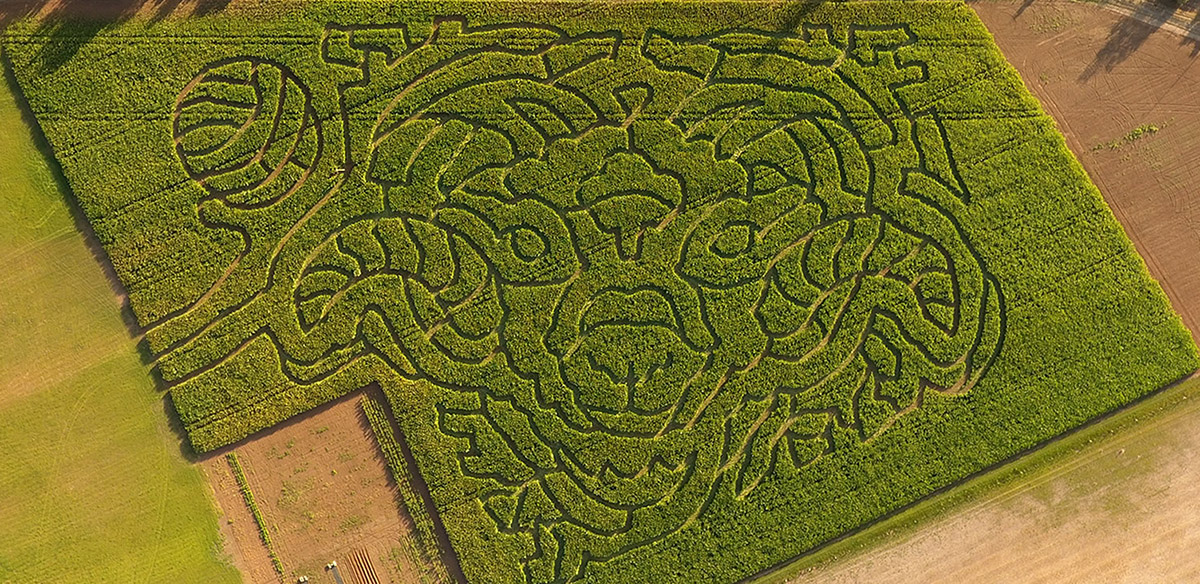 Rupertswood Farm crop maze